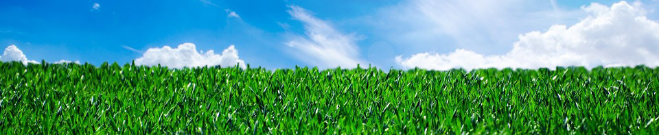 sky_grass1